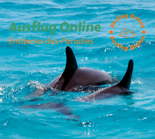 Ein Delfinausflug in Hurghada ist eine unvergessliche Erfahrung und eine großartige Möglichkeit, die natürliche Schönheit des Roten Meeres zu erleben und die faszinierende Welt der Delfine hautnah zu erleben.