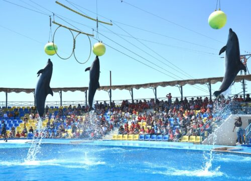 Delfinshow Hurghada Ausflug | Günstig buchen bei Ausflug Online