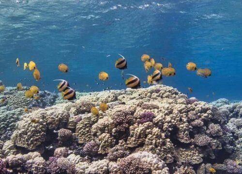 Sharm El Naga schnorcheln, tolle Unterwasserwelt
