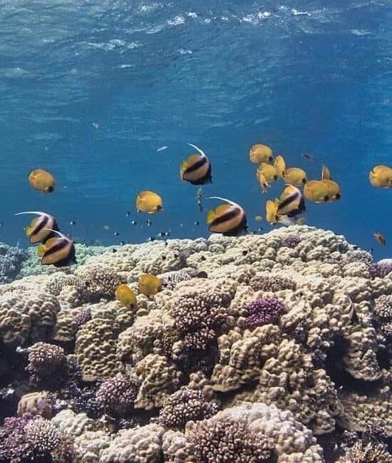 Sharm El Naga schnorcheln, tolle Unterwasserwelt