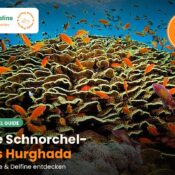 Bunte Fischschwärme in Orange und Rosa über einem gelb-braunen Korallenriff im Roten Meer bei Hurghada