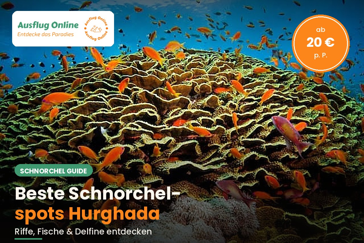 Bunte Fischschwärme in Orange und Rosa über einem gelb-braunen Korallenriff im Roten Meer bei Hurghada