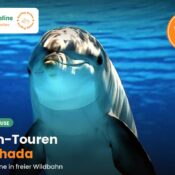 Nahaufnahme eines wilden Delfins unter Wasser im Roten Meer bei Hurghada, Dolphin-House-Ausflug