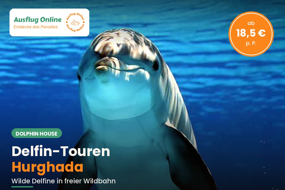 Nahaufnahme eines wilden Delfins unter Wasser im Roten Meer bei Hurghada, Dolphin-House-Ausflug