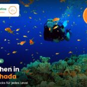 Taucher schwimmt zwischen orangefarbenen Fischschwärmen über einem bunten Korallenriff im Roten Meer bei Hurghada